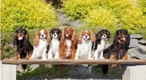 Cavalier King Charles Spaniel has seven good dogs sitting on the bench outside