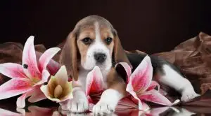 Cute little beagle puppy with lilies