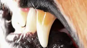 Dogs-teeth-and-gums-with-plaque