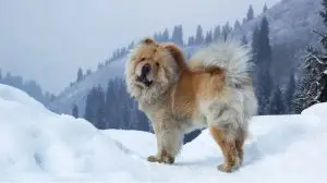 Chow Chow in Snowy Mountains