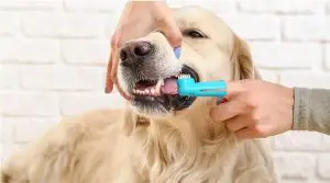 Owner-brushing-teeth-of-cute-dog-at-home
