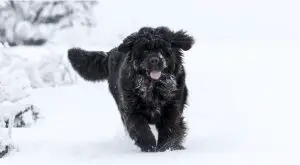 Newfie in Snow Running