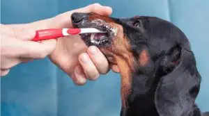 Person-brushes-side-teeth-behind-cheek-with-special-toothbrush-and-toothpaste-for-pets