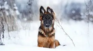 German Shepherd in Snow Outdoors