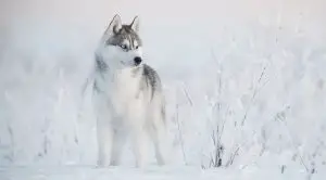 White-and-Gray-Husky-in-Snow