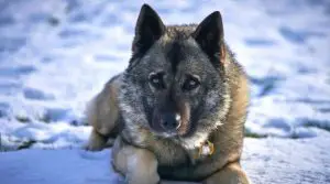 Norwegian Elkhound in the Snow