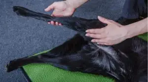 Schwarzer Hund, der körperliche Behandlung erhält