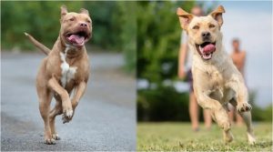 Two Dogs Running Around Healthy
