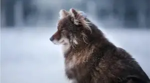 Finnish Lapphund in Snowy Conditions