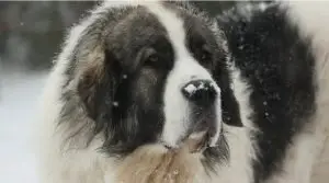 Pyrenean Mastiff in Snow