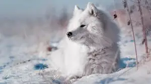 Samoyed-Resting-in-Snow