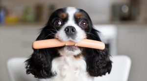Cavalier-Spaniel-dog-with-sausage-in-mouth