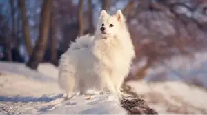 American-Eskimo-Dog-in-Snow