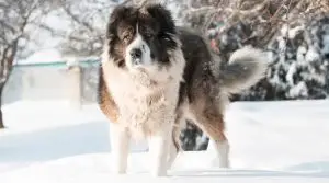 Caucasian Shepherd in Snow Outdoors