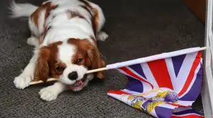 Duke-a-cavalier-King-Charles-puppy-plays-with-a-Union-Jack-flag-in-the-hallway