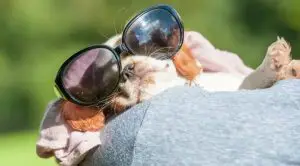 Sleeping-spaniel-puppy-wearing-sunglasses