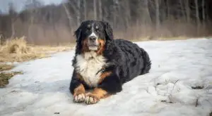 Berner-in-Snowy-Forest