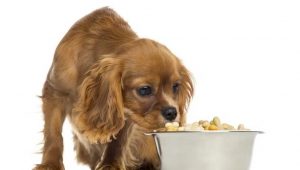 Ruby-Cavalier-King-Charles-Spaniel-eating-dog-treats-in-a-bowl