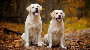 Two Yellow Labradors