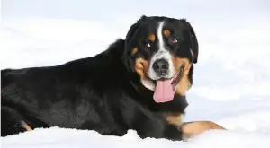 Greater-Swiss-Mountain-Dog-in-Snowy-Conditions