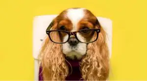 Cavalier-king-charles-spaniel-dog-with-long-ears-wearing-glasses-and-sweater-on-yellow-background