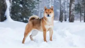 Shiba-Inu-in-the-Snow-Outdoors