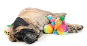 English Mastiff in front of white background laying next to toys