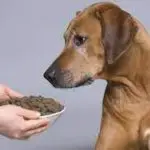 Diet for dogs with dementia
